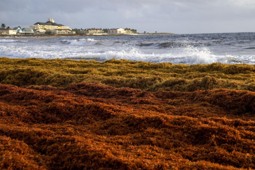 Around-the-world regatta runs into giant seaweed flotilla