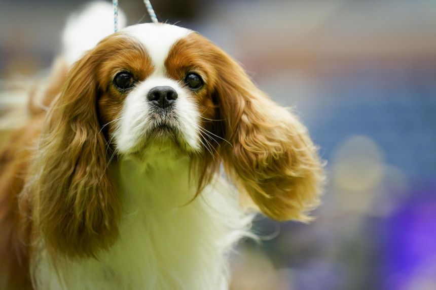 At this Westminster, King Charles is the spaniel sort