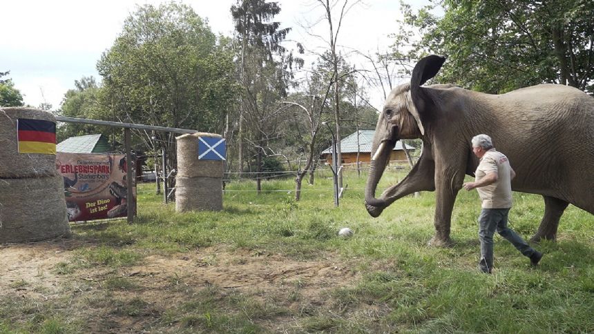 With a big kick, Bubi the elephant oracle predicts Germany to win Euro 2024 opener